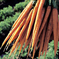 Carrot crop image